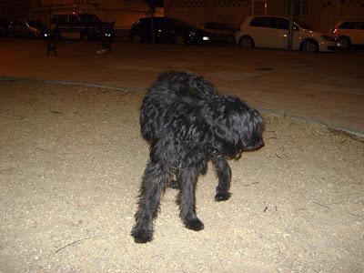 ALGUIEN DE BADAJOZ QUE PUEDA AYUDARLO?? PERRO CON CONVULSIONES EN LA CALLE, ESTA MUY MALITO. (BADAJOZ)