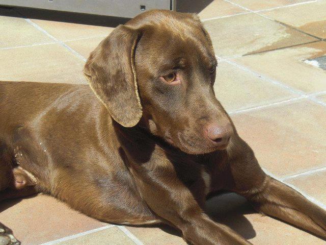 ES NECESARIA ACOGIDA URGENTISIMA PARA MARCUS, TENEMOS HASTA DOMINGO 15 DE ABRIL