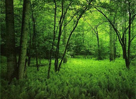 bosque In illo tempore