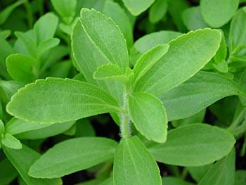 Stevia – Endulzante Natural sin Calorias