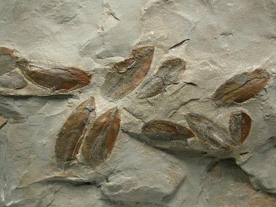 Invertebrados Fósiles