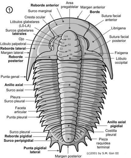 Invertebrados Fósiles