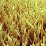 plantas medicinales Cebada