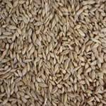 plantas medicinales Cebada