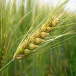 plantas medicinales Cebada