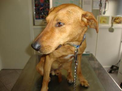 TURCO ACOGIDA URGENTE.