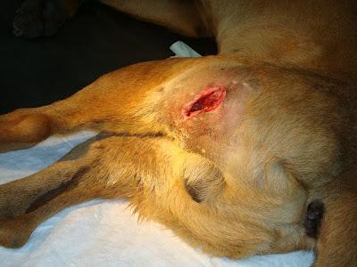 TURCO ACOGIDA URGENTE.