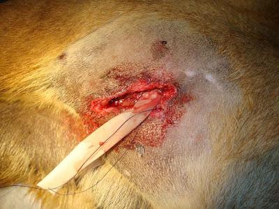 TURCO ACOGIDA URGENTE.