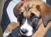 Juanito, bebé mastín meses, necesita acogida adopción urgente. (Ciudad Real)