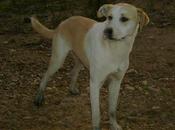 Canelo sigue calle. (badajoz)