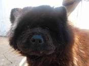 Chow chow está dejando morir...(badajoz)