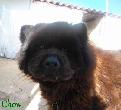 CHOW CHOW SE ESTÁ DEJANDO MORIR...(BADAJOZ)