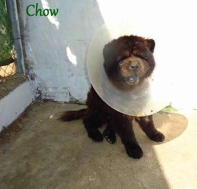 CHOW CHOW SE ESTÁ DEJANDO MORIR...(BADAJOZ)