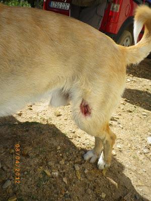 Salva, maltratado en dos días en un barrio marginal (Sevilla)‏