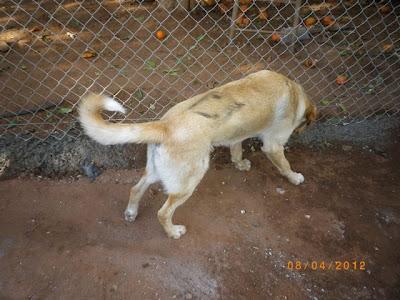 Salva, maltratado en dos días en un barrio marginal (Sevilla)‏