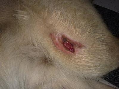 Salva, maltratado en dos días en un barrio marginal (Sevilla)‏