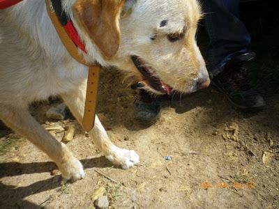 Salva, maltratado en dos días en un barrio marginal (Sevilla)‏