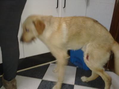 Salva, maltratado en dos días en un barrio marginal (Sevilla)‏