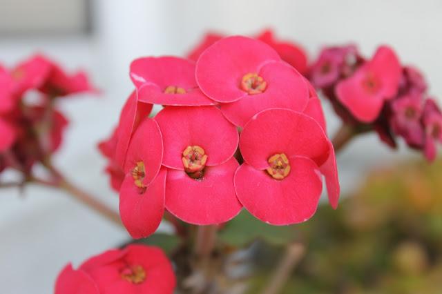 Reto de la semana.... Limonada + kiwi = Kiwi lemonade