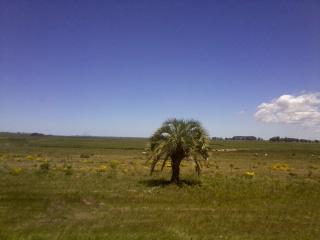 Ideas de negocios verdes. Un mercado a la búsqueda de emprendedores