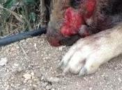 mujer intenta quitar vida antes quema perro