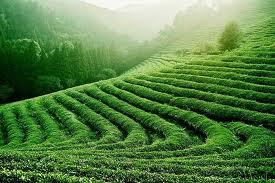 t315 Té verde, no solo para adelgazar..  