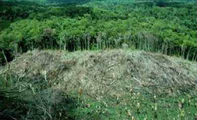 La Deforestación y sus consecuencias