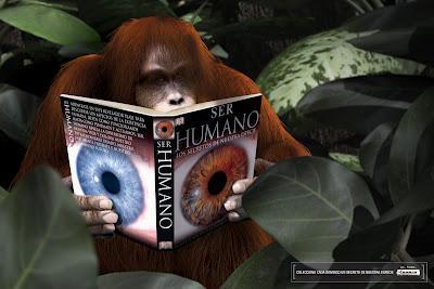 En EEUU incluso los orangunates son seguidores de la tecnología y multimedia En EEUU incluso los orangunates son seguidores de la tecnología y multimedia