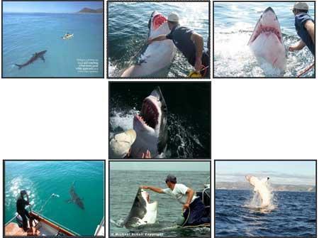 La historia del tiburon blanco que le agradece al pescador Australiano el haberle salvado la vida