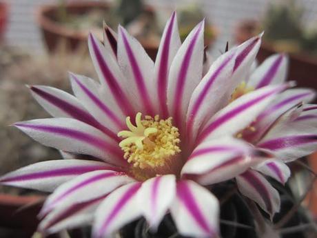 De la espina nace la flor. Flores en los cactus.