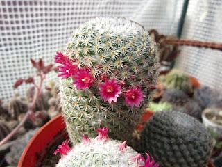 De la espina nace la flor. Flores en los cactus.