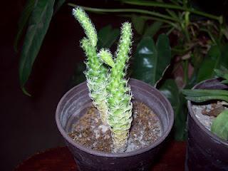 Beneficios de los Cactus Beneficios de los Cactus