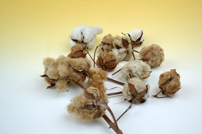 Has oido hablar del algodón orgánico (de foxFibre una experiencia unica)