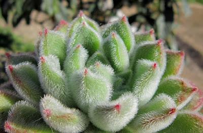 Para los amantes de los cactos, conseguí este blog con una gran variedad de cactus con flores hermosos