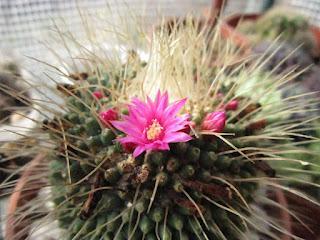Para los amantes de los cactos, conseguí este blog con una gran variedad de cactus con flores hermosos