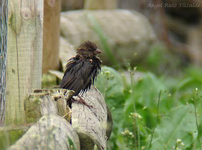 Gorrión melánico y Colirrojo accidentado...