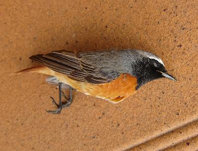 Gorrión melánico y Colirrojo accidentado...