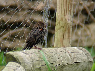 Gorrión melánico y Colirrojo accidentado...