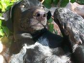 Maxima difusion, urgente encontrar hogar black!!