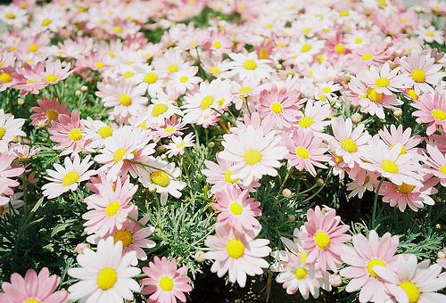 Rosa palo ,claves para tu look + collage + inspiration