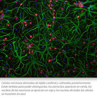 Las drogas ya no afectan a nuestras neuronas, ¿o sí?