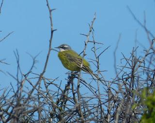 Primeras lavanderas boyeras y otros de campiña