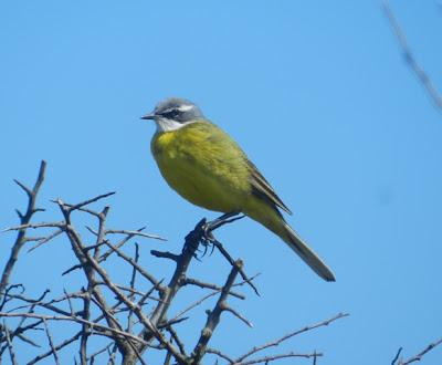 Primeras lavanderas boyeras y otros de campiña