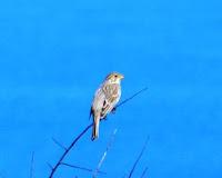 Primeras lavanderas boyeras y otros de campiña