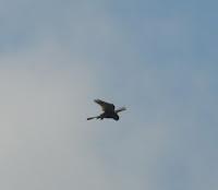 Primeras lavanderas boyeras y otros de campiña