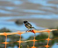 Primeras lavanderas boyeras y otros de campiña