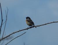 Primeras lavanderas boyeras y otros de campiña