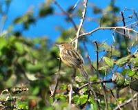 Primeras lavanderas boyeras y otros de campiña