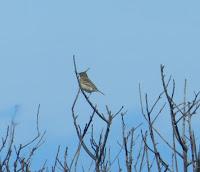 Primeras lavanderas boyeras y otros de campiña