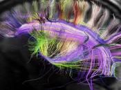 nueva tecnología permite trazar mapa conexiones neuronales